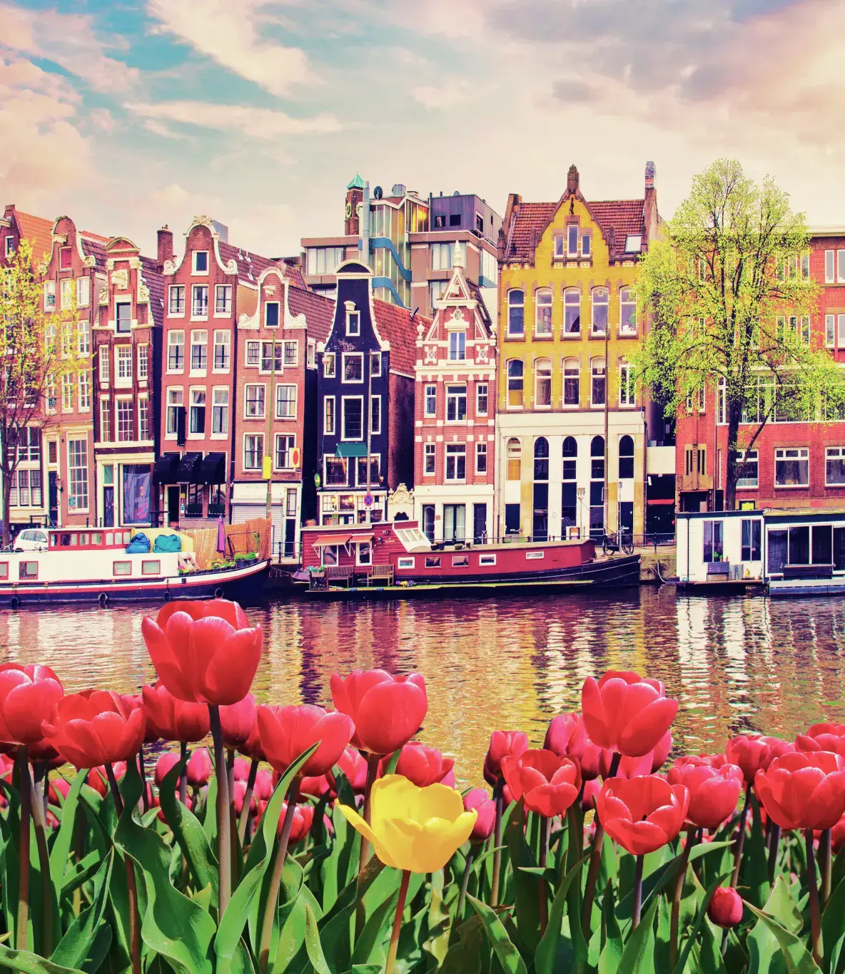 A scenic view of a river in Amsterdam, adorned with vibrant tulips in front of charming buildings.